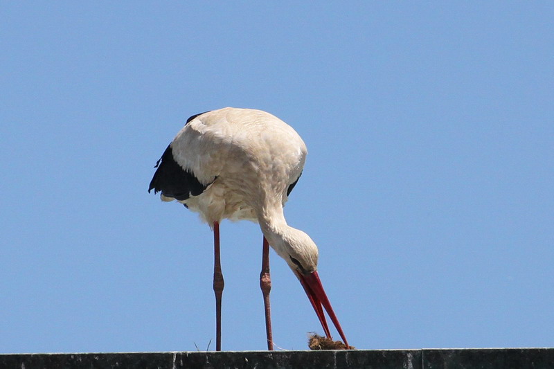 Weissstorch